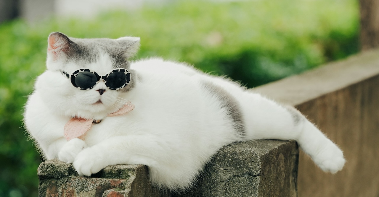 A white Cat wearing some stylish sun-glasses while siting on top of an outside wall