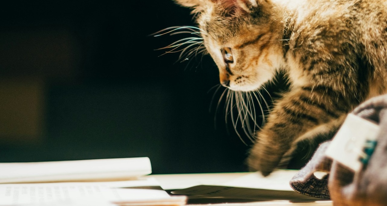A Stray Cat reading some pages